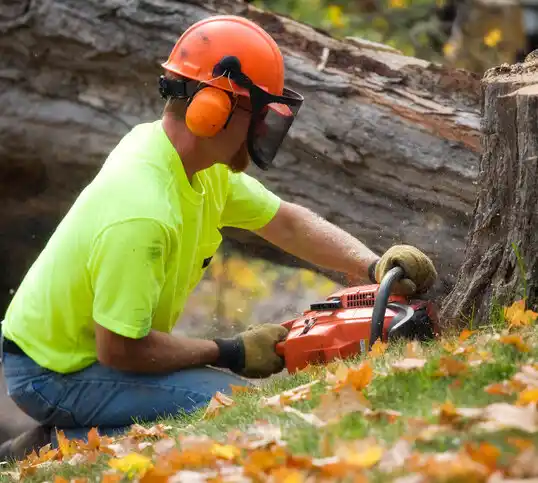 tree services Marshallville